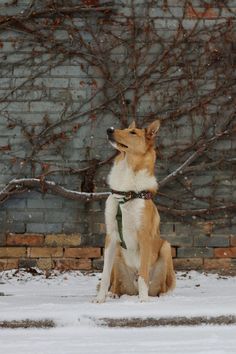 a brown and white dog sitting in the snow