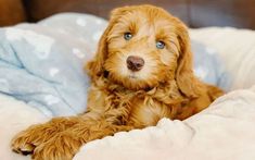 a small brown dog laying on top of a bed next to a blue and white blanket