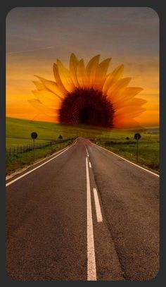 a large sunflower sitting on the side of a road in front of a sunset