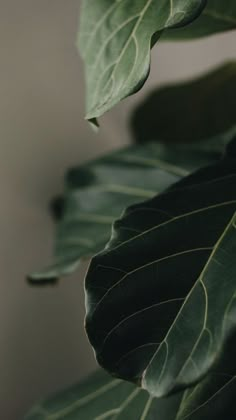 a plant with large green leaves hanging from it's stems