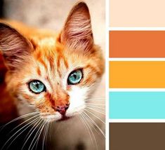 an orange cat with blue eyes sitting in front of a color swatch and the caption reads, aluna babinoa