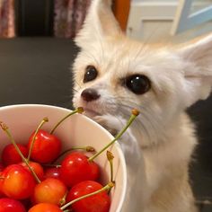 a small white dog holding a bowl of cherries in it's mouth and looking at the camera