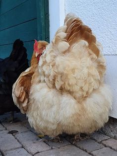 two chickens standing next to each other near a door