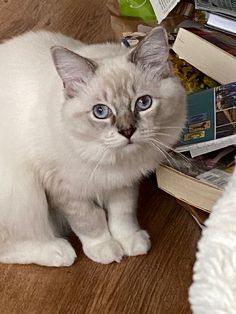 a white cat sitting on top of a wooden floor next to a pile of books