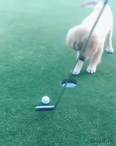 a dog playing with a golf ball and putter's tee on the green