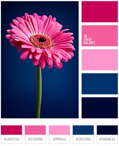 a pink flower is shown in the center of a color scheme with blue and pink