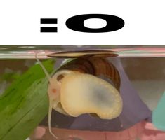 a close up of a snail in an aquarium with the word'o'above it