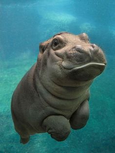 a close up of a hippo swimming in water with its head above the water's surface