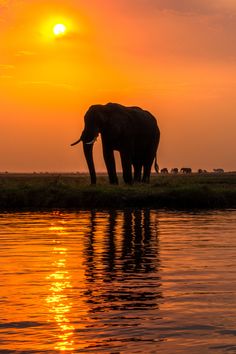 (ita-eng) La navigazione lungo i meandri del fiume è stata sicuramente la parte più interessante e originale dei nostri safari, perché ci ha permesso di avere un altro punto di vista rispetto al classico game drive in auto. Navigating along the meanders of the river was certainly the most interesting and original part of our safaris, because it allowed us to have a different point of view compared to the classic game drive by car. Chobe National Park Botswana, Chobe National Park, Livingstone, Best Sunset, Zoo Animals, Wild Animals, Botswana, Scuba Diving, Sunrise Sunset