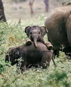 an adult elephant standing next to a baby elephant in the grass with other elephants behind it