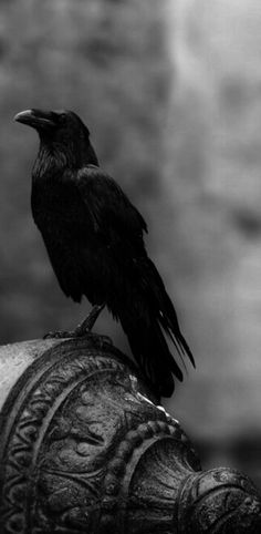 a black bird sitting on top of a metal object