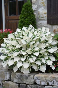 a large white flower sitting on top of a pile of rocks in front of a building