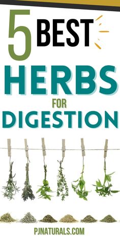 the cover of 5 best herbs for digest