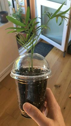 a hand holding a plastic cup filled with dirt and plants