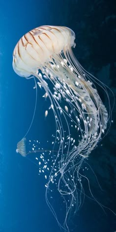 a large white jellyfish floating in the ocean