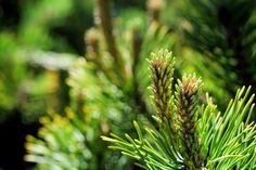 closeup of pine needles on a tree