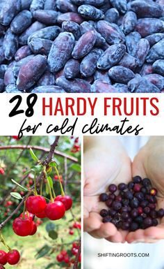 several different pictures with the words 28 hardy fruits for cold climates