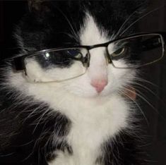 a black and white cat wearing glasses looking at the camera