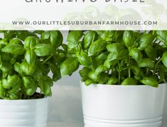 two potted basil plants with the words growing basile