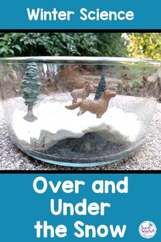 an image of winter science over and under the snow in a bowl with animals inside