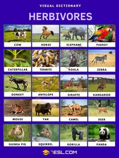 a poster with pictures of different animals and their names in english, spanish, and french