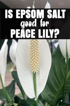 a white flower with the words is epsom salt good for peace lily?