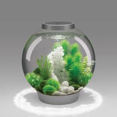 an aquarium with plants and rocks in it