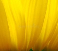 the center of a yellow sunflower with green leaves on it's petals stock photos