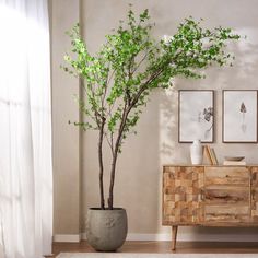 a living room with a plant and pictures on the wall