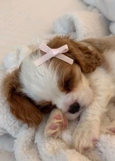 a small brown and white dog laying on top of a blanket with a pink ribbon