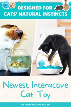 a cat looking at a fish in a bowl with the caption, news interactive cat toy designed for cats'natural instructs