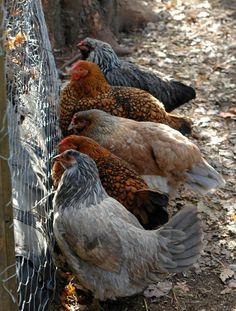 there are many chickens that are standing by the fence