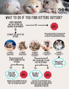 an info poster with cats and kittens on it's back side, including the caption for what to do if you find kitties outside?