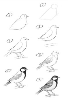 some birds that are standing in different positions