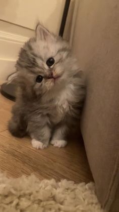 a small kitten sitting on the floor next to a door and looking at the camera