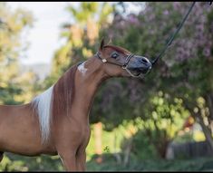 a brown and white horse standing on top of a lush green field next to trees