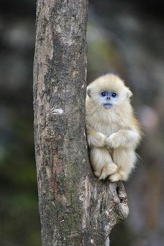 a white faced monkey sitting on the side of a tree with its head hanging down