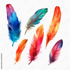 four colorful feathers on a white background