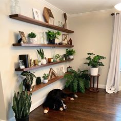 a dog laying on the floor in front of some shelves with plants and houseplants