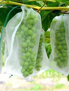 green grapes are hanging from the vine in mesh bags on a tree branch, ready to be picked