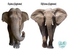 Differences Between Asian and African Elephants - Love The Critters Asian Elephant Tattoo, Types Of Elephants, Seleucid Empire, Elephant Information, Pygmy Elephant, Animal Concept, Creature Anatomy, Elephant African, Asiatic Elephant