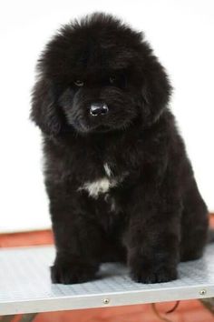 a small black dog sitting on top of a metal table next to a white wall