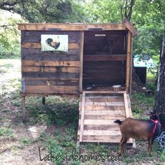 a small chicken coop in the woods with a dog standing next to it and looking inside