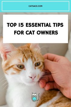 an orange and white cat being petted by someone's hand with the caption top 5 essential tips for cat owners