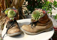 an old pair of boots with succulents in them