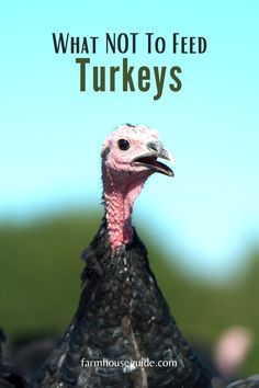 a close up of a turkey with the words what not to feed turkeys