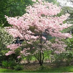 a tree with pink flowers in the middle of a yard and green grass around it