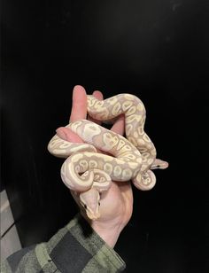 a person holding a white and brown snake in their left hand on a black background