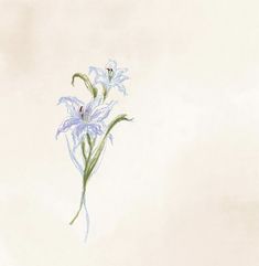 a drawing of blue flowers on a white background