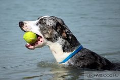 a dog in the water with a tennis ball in its mouth